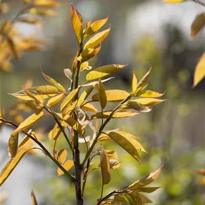 Hochstamm im Container Stammumfang 10-12 - Felsenbirne - Amelanchier arborea 'Robin Hill'