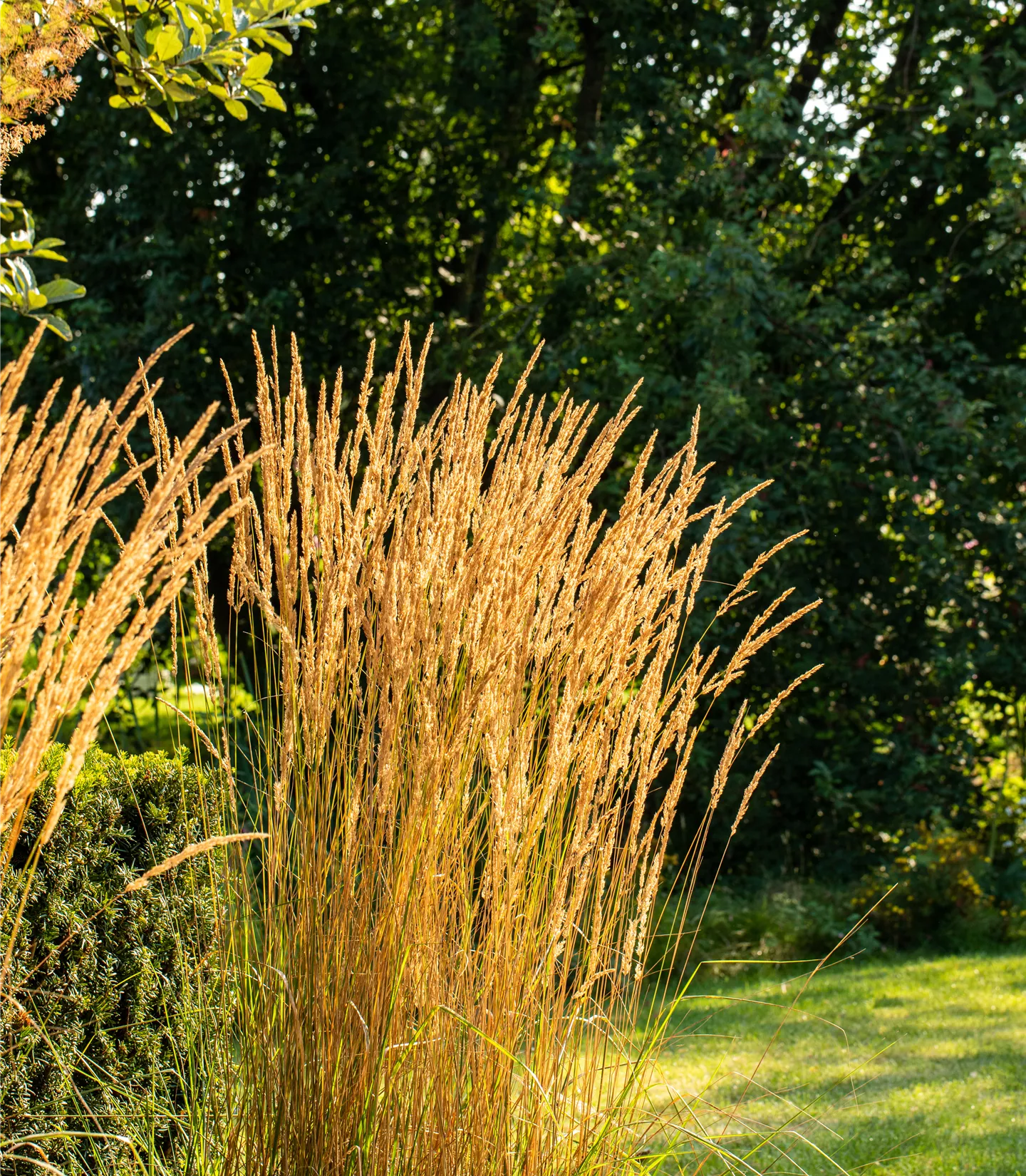 Calamagrostis acutiflora (x) 'Karl Foerster'