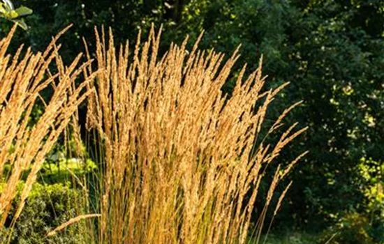 Calamagrostis acutiflora (x) 'Karl Foerster'
