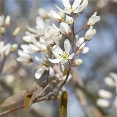 Container 70 - 80 - Kupferfelsenbirne - Amelanchier lamarckii