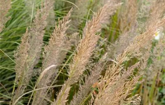 Calamagrostis brachytricha