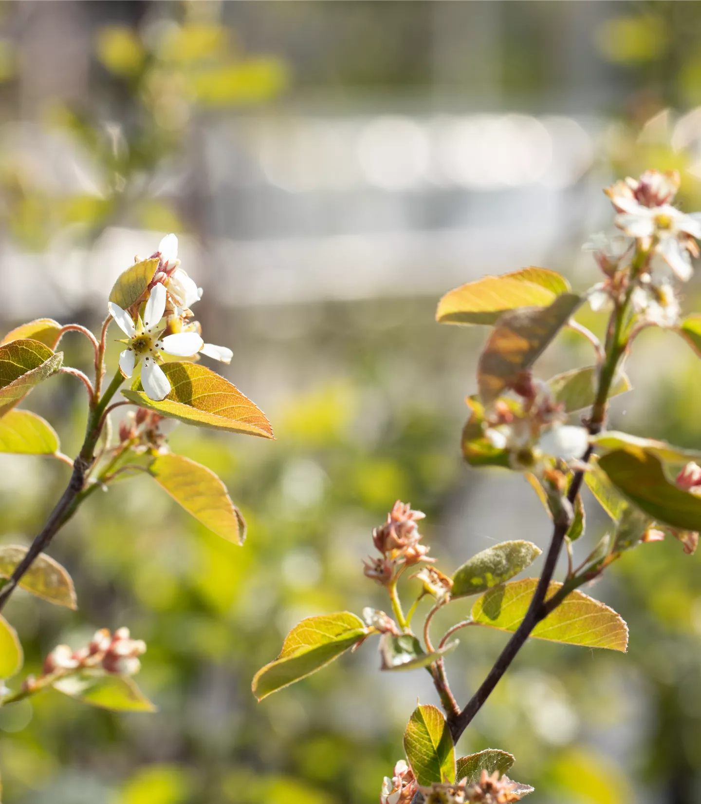 Amelanchier rotundifolia Amelanchier rotundifolia