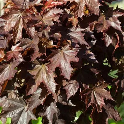 Hochstamm im Container Stammumfang 12 - 14cm - Spitzahorn - Acer platanoides 'Crimson King'