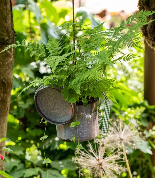 Athyrium filix-femina