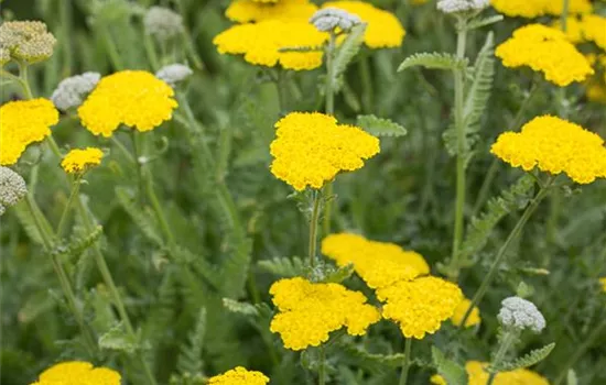 Achillea 'Moonshine'