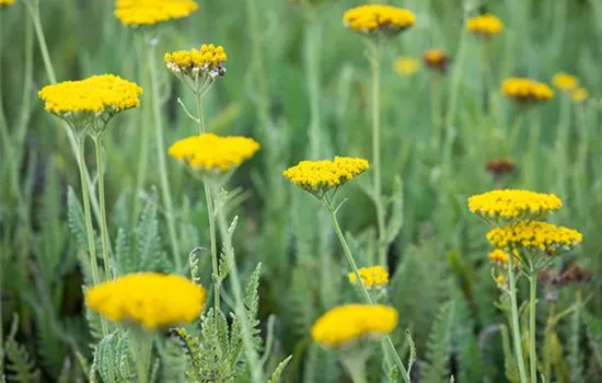 Achillea 'Coronation Gold'