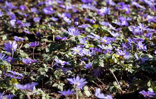Anemone blanda 'Blue Shades'