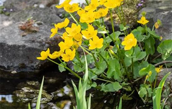 Caltha palustris