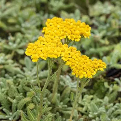 Topfgrösse 0.5 Liter - Gelbe Schafgarbe - Achillea tomentosa