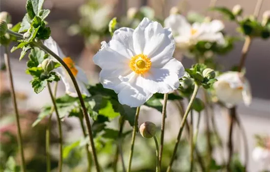 Anemone hybrida (x) 'Honorine Jobert'