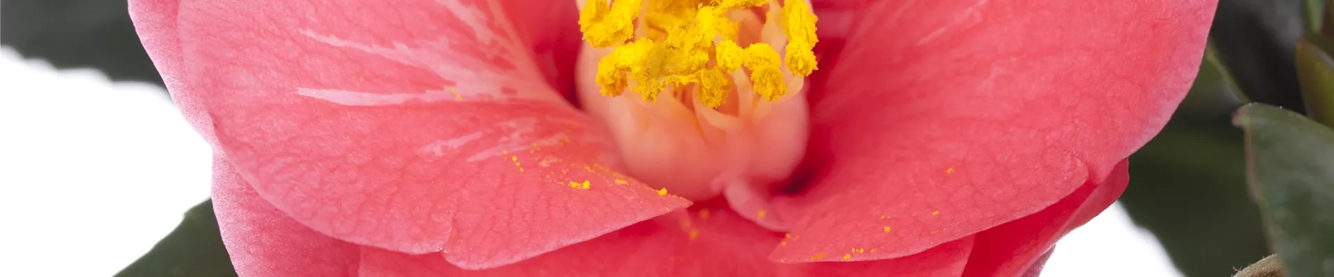 Bodendecker online kaufen | Bauer Baumschulen AG Bodendecker online kaufen | Bauer Baumschulen AG