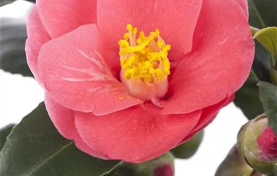 Camellia japonica