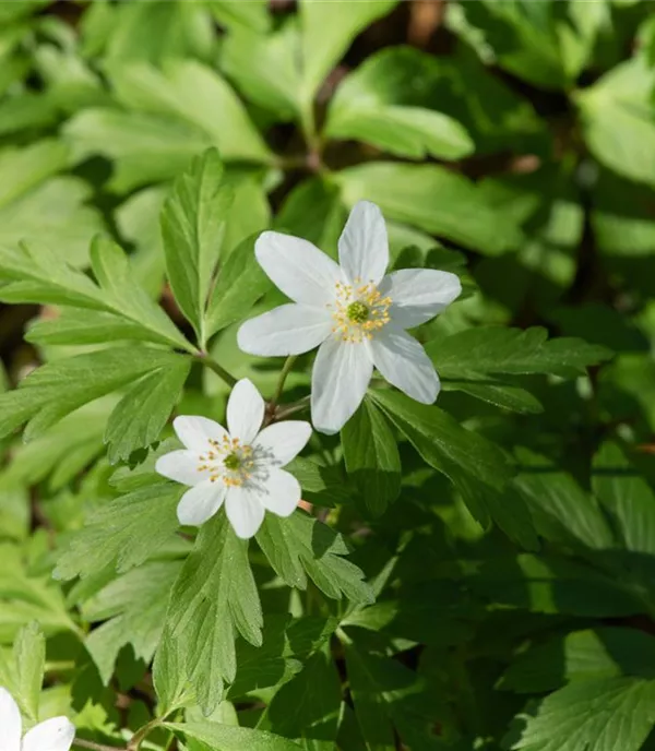 Anemone nemorosa