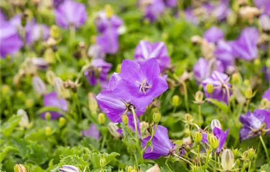 Campanula carpatica 'Blaue Clips'