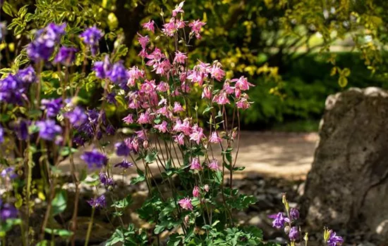 Aquilegia vulgaris