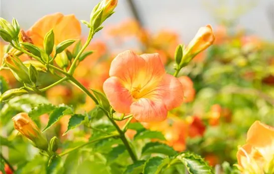 Campsis grandiflora