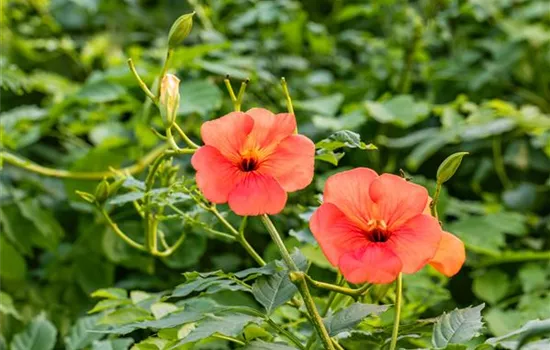 Campsis tagliabuana (x) 'Mme Galen'
