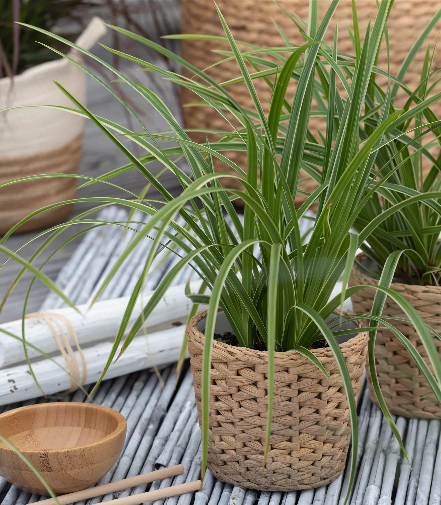 Carex folios. 'Ice Dancer'