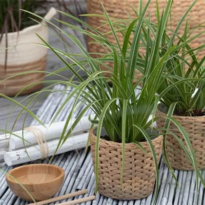 Topfgrösse 0.5 Liter - Carex folios. 'Ice Dancer'