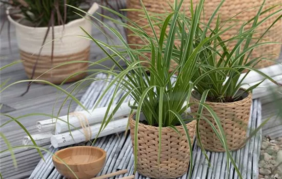 Carex folios. 'Ice Dancer'