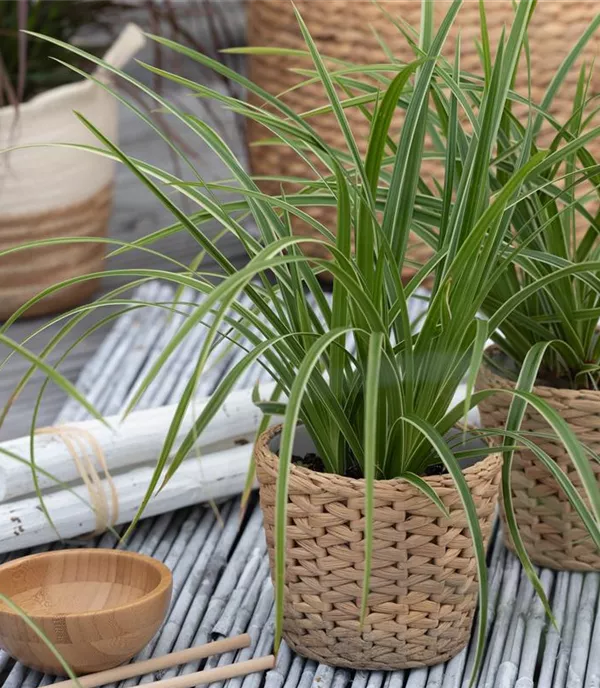 Carex folios. 'Ice Dancer'