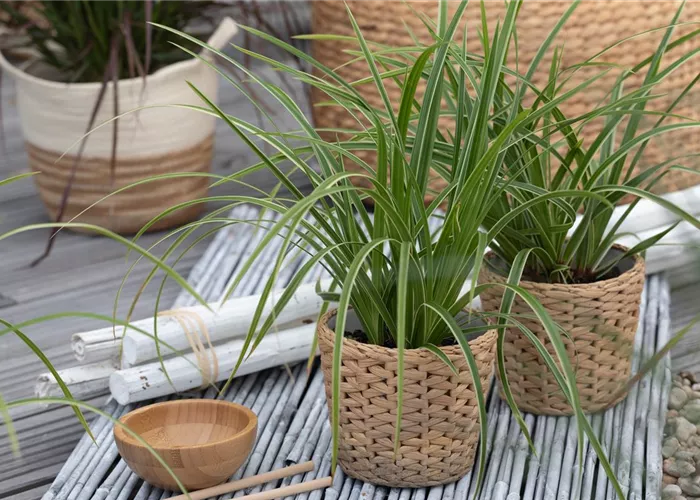Carex folios. 'Ice Dancer' Carex folios. 'Ice Dancer'