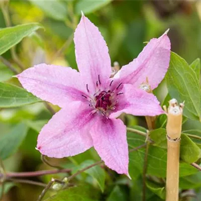 Topfgrösse 4 Liter - Waldrebe, Clematis - Clematis (Grossbl., spätblüh.) 'Comt. de Bouchaud'