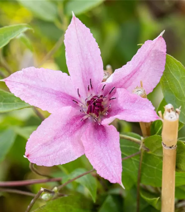 Clematis (Grossbl., spätblüh.) 'Comt. de Bouchaud'