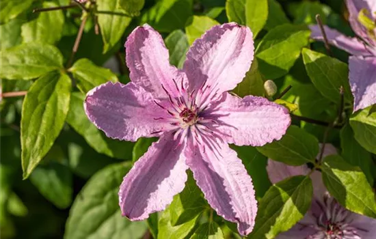Clematis (Grossbl., spätblüh.) 'Hagley Hybrid'