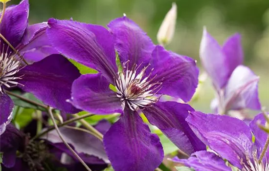 Clematis (Grossbl., spätblüh.) 'Jackmanii'