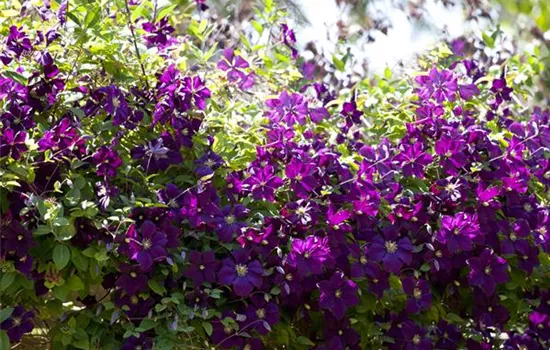 Clematis (Viticella-Gruppe) 'Etoile Violette'