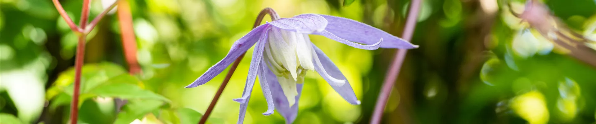 Bodendecker online kaufen | Bauer Baumschulen AG Bodendecker online kaufen | Bauer Baumschulen AG