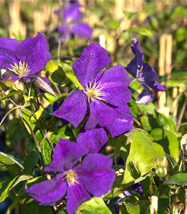 Clematis 'Warszawska Nike'