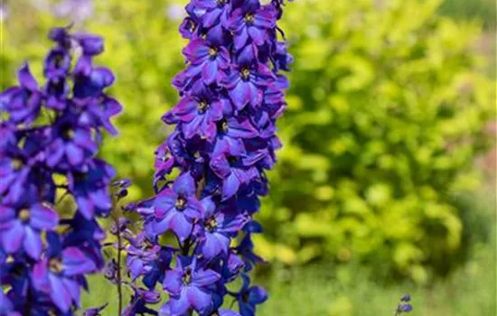 Delphinium (Pacific-Gruppe) 'Black Knight'