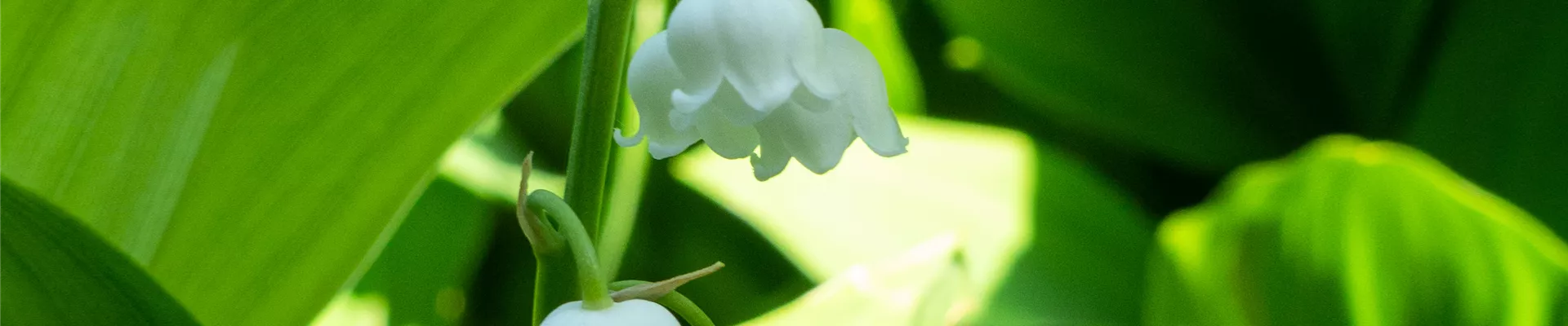 Bodendecker online kaufen | Bauer Baumschulen AG Bodendecker online kaufen | Bauer Baumschulen AG