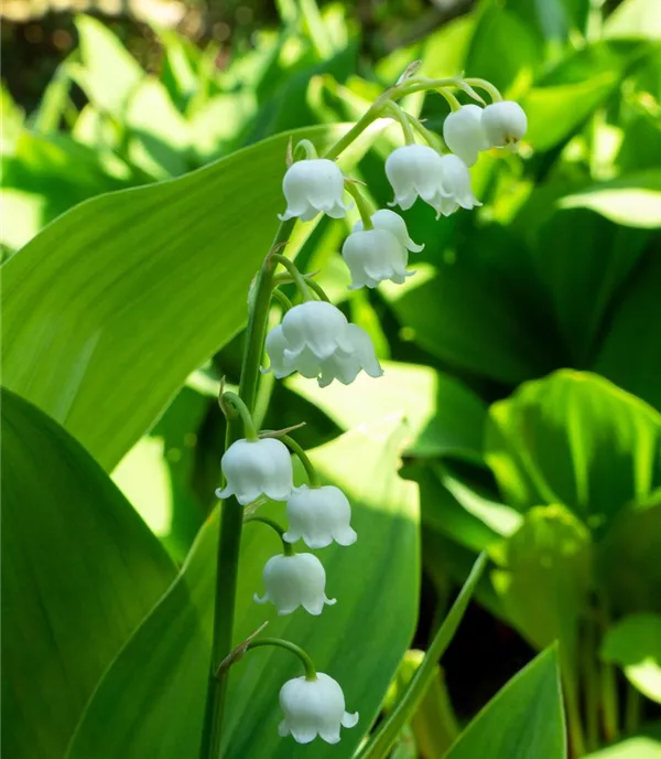 Convallaria majalis