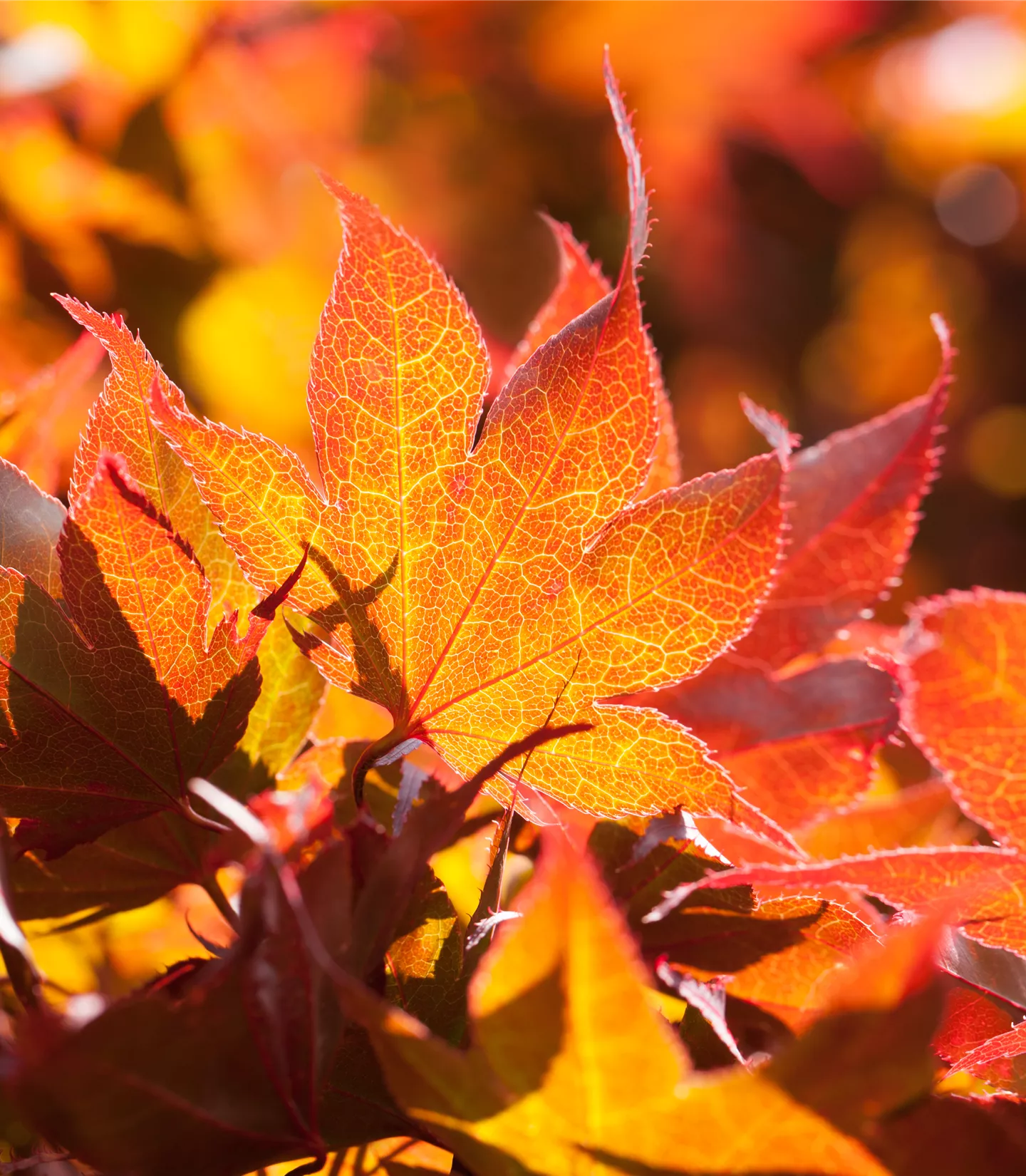 Acer palmatum 'Fireglow'