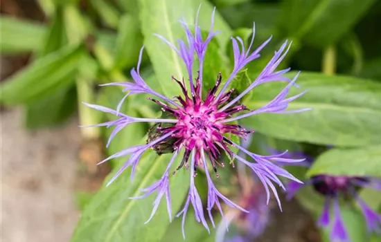 Centaurea montana