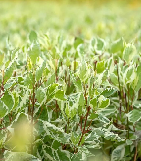 Cornus alba 'Elegantissima'