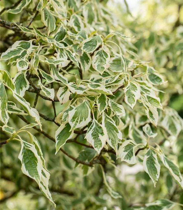 Cornus controversa 'Variegata'