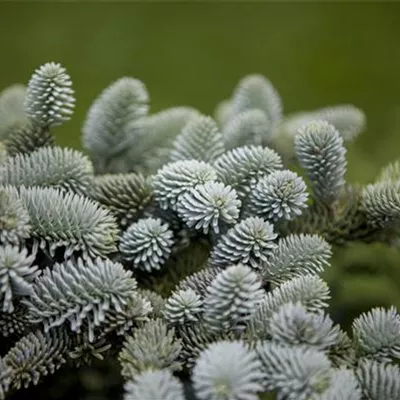im Container Höhe 60-70cm - Spanische Tanne - Abies pinsapo 'Glauca'