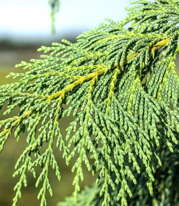 Chamaecyparis nootkatensis 'Pendula' Chamaecyparis nootkatensis 'Pendula'