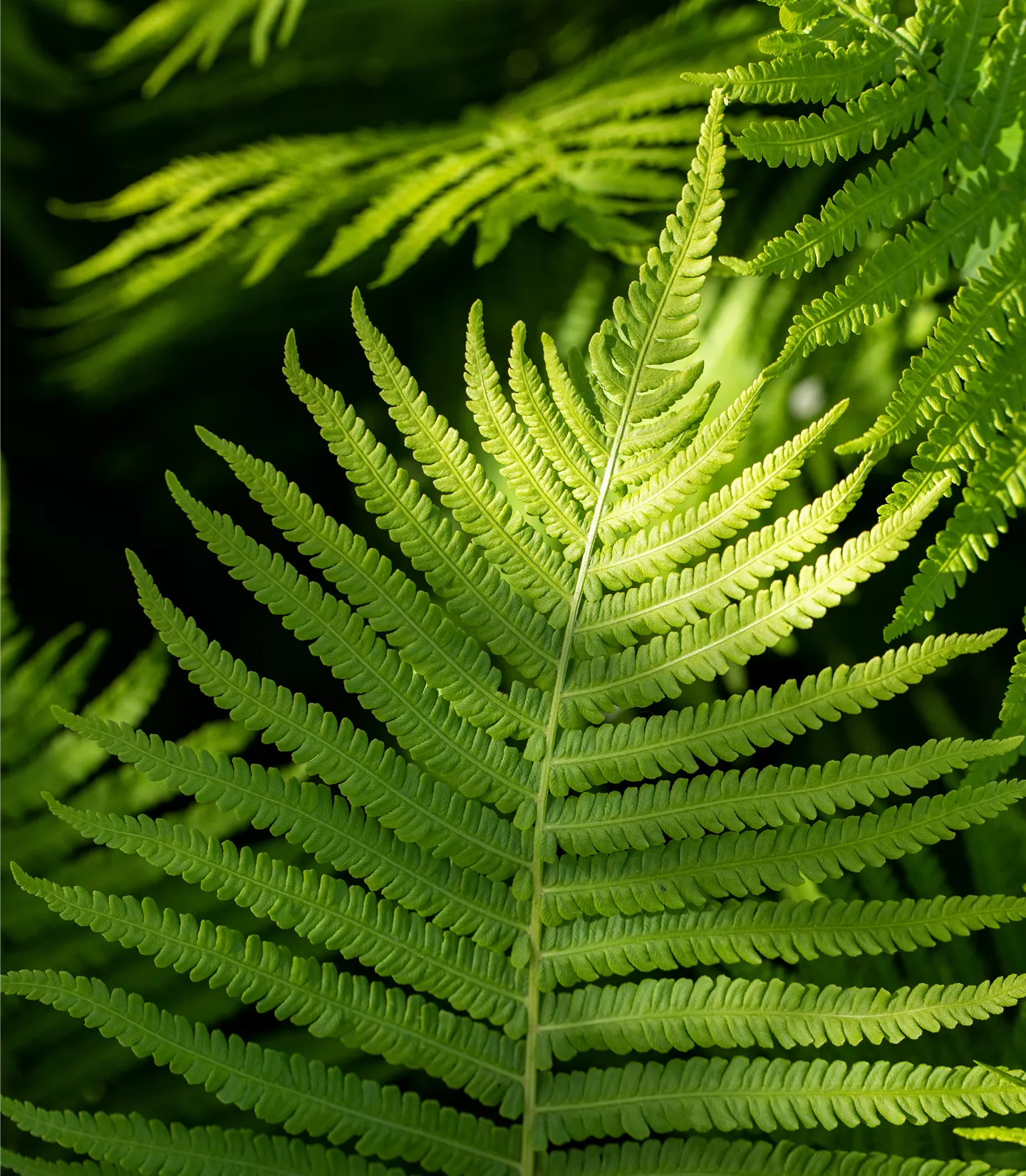 Dryopteris erythrosora
