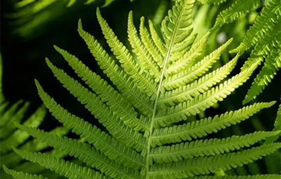 Dryopteris erythrosora