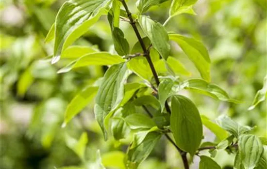 Cornus mas Solitär