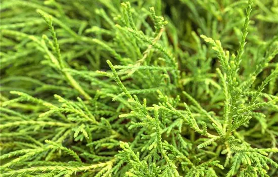 Chamaecyparis pisifera 'Filifera Nana'