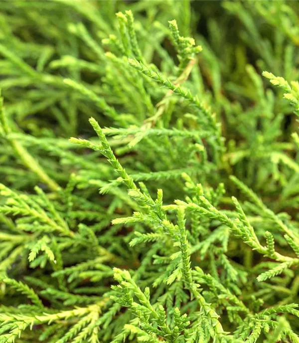 Chamaecyparis pisifera 'Filifera Nana' Chamaecyparis pisifera 'Filifera Nana'