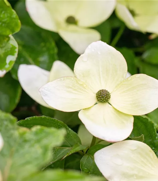 Cornus 'Venus'