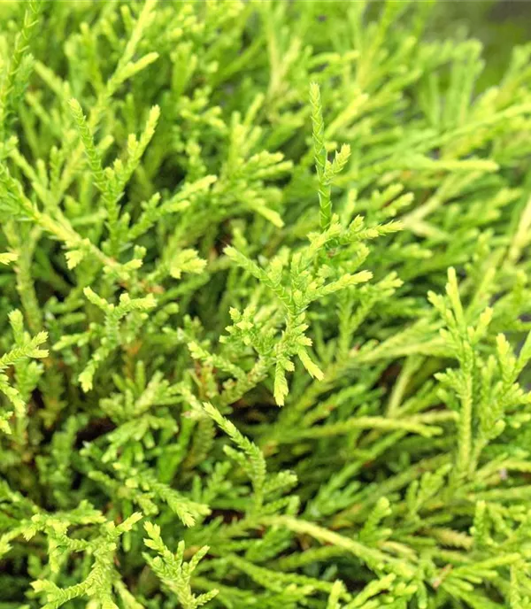 Chamaecyparis pisifera 'Sungold' Chamaecyparis pisifera 'Sungold'