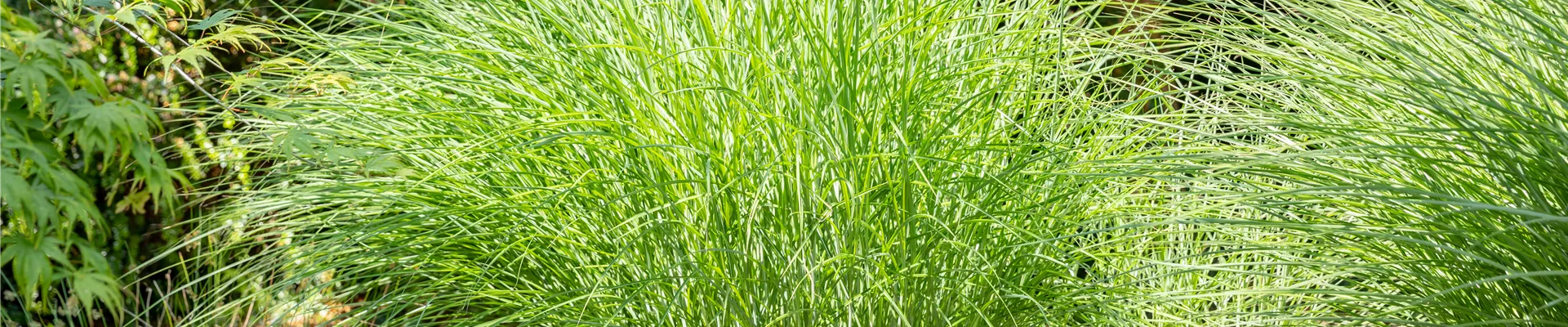 Bodendecker online kaufen | Bauer Baumschulen AG Bodendecker online kaufen | Bauer Baumschulen AG